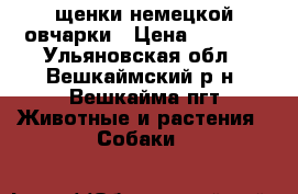 щенки немецкой овчарки › Цена ­ 5 000 - Ульяновская обл., Вешкаймский р-н, Вешкайма пгт Животные и растения » Собаки   